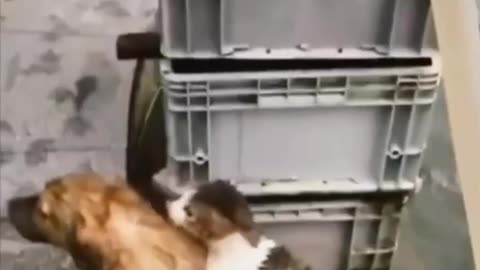 dog saves cat stuck in pond.