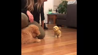 Golden Retriever Puppy Super Jealous Of Toy Doggy
