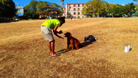 Cute Dog |man teaching dog to eat food with his hands