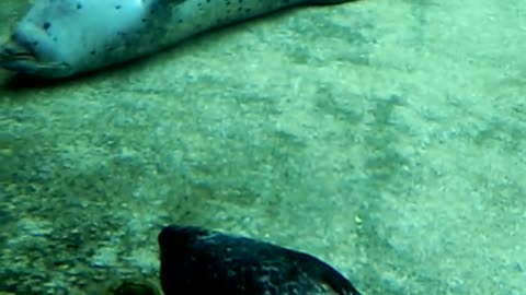 Sleepy seal 3 underwater 2021