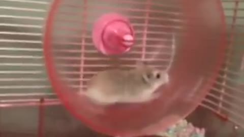 The top speed of hamsters is very funny