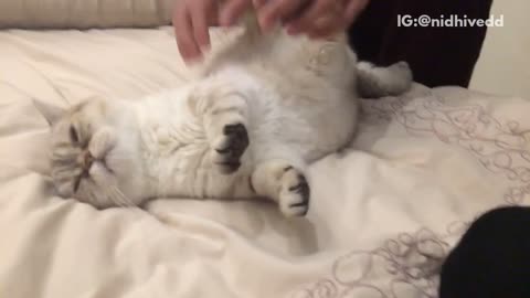 White cat has feet pushes up and down on white bed