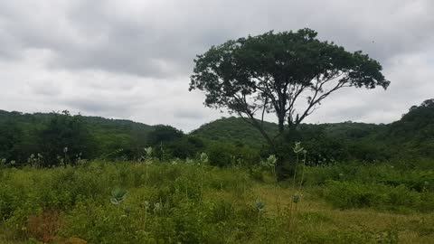 Caatinga - Bahia - Mata Atlântica