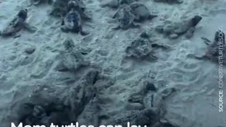 LOGGERHEAD SEA TURTLES