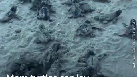 LOGGERHEAD SEA TURTLES