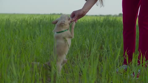 Woman Frolicking with her little friend.