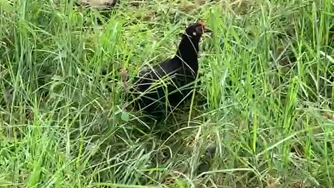 Mountain chickens