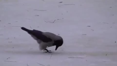 Crow winter fishing. I have not seen this before.