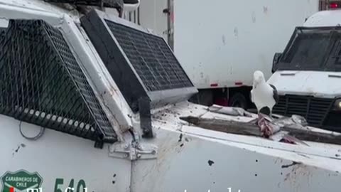 Seagulls and SeaLions take over Protest that Fishermen in Chillie NCSWIC