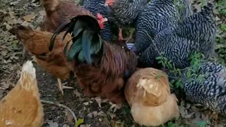 Chickens eating cream gravy