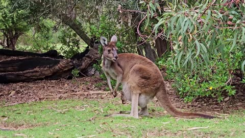 Kangaroo eats with baby