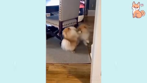 Cute and smart puppies with fun gestures
