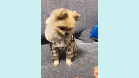 Funny and cute dogs videos with their owners