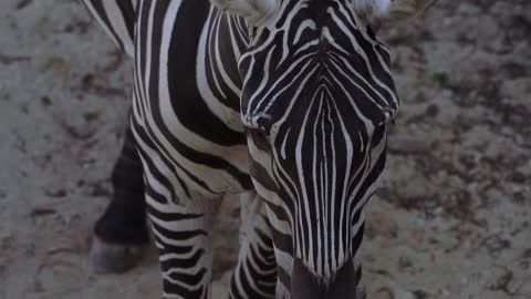 Zebras for Kids: Learn all About Zebras - FreeSchool