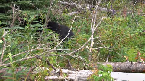 black bear in forest