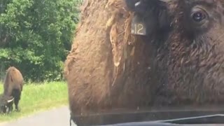 Bison Uses Car as Scratch Post