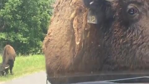 Bison Uses Car as Scratch Post