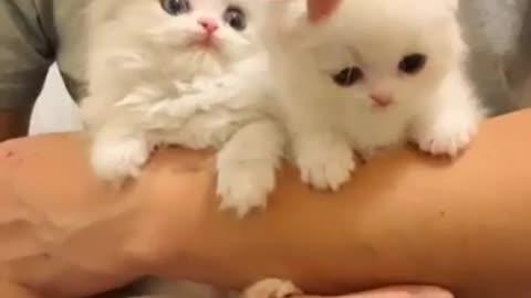 funny Baby Cats - Cute and Aww Cat Videos Compilation - Cute Animal 🐩