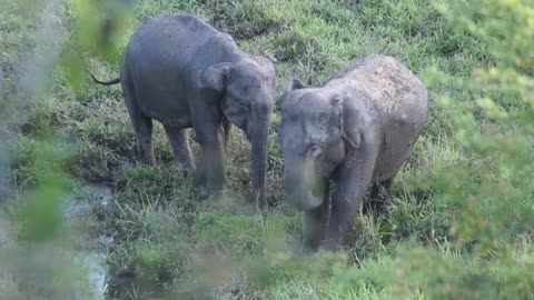 Lovely wildlife video