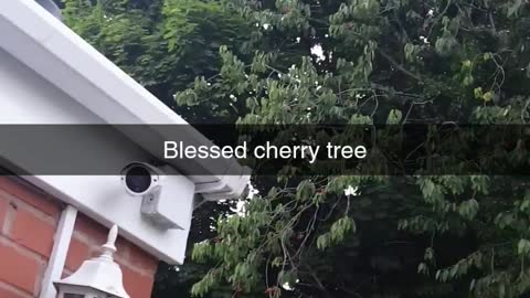My big Fruity Cherry Tree in the Garden😍