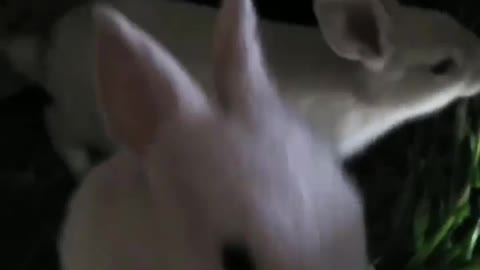 Cute rabbits video