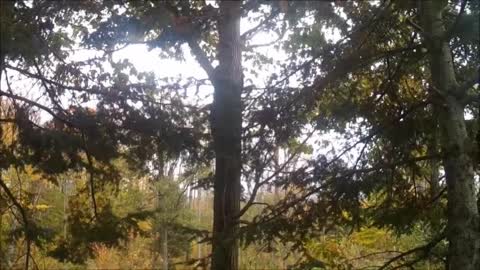 Baby bear climbs a tree