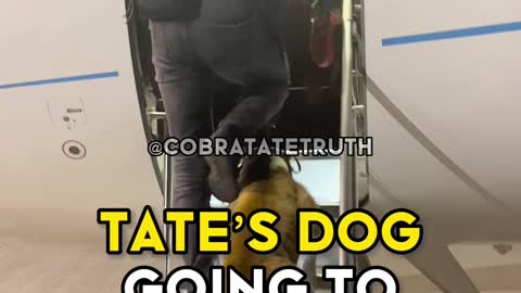 Tate's Dog Going To The Jet 🐶👑😎