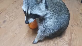 Raccoon to bring a bowl when hungry