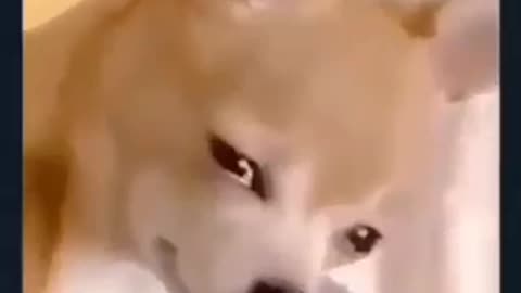 Funny video, sad dog😂