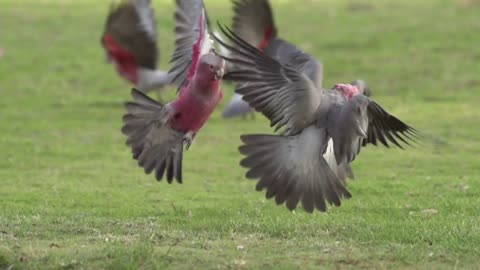 A flock of cockatoo birds flying away