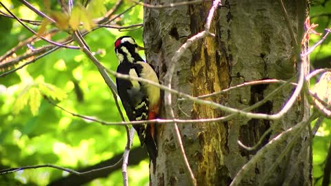Beautiful woodpecker1