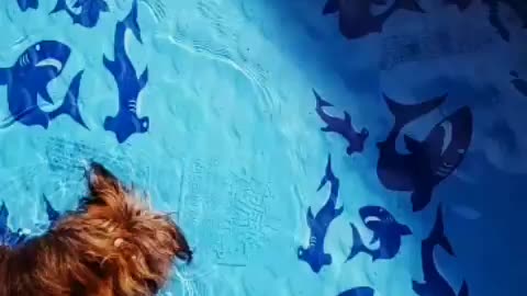 Pool puppy