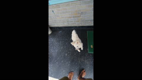 Dog wants to go inside