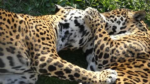 CARING JAGUARS floresta atlântica pantanal brazilian brazil