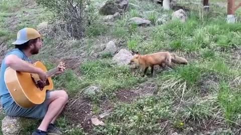 Conduct a musical session with the wild fox