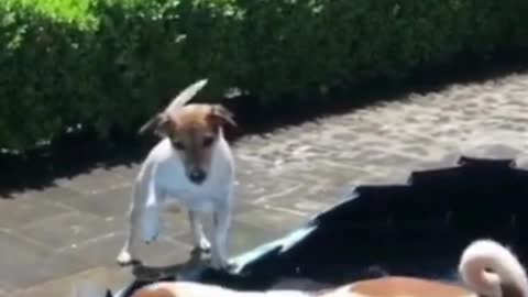 Puppies Playing inThe Pool