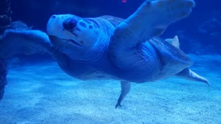Sea turtle 🐢