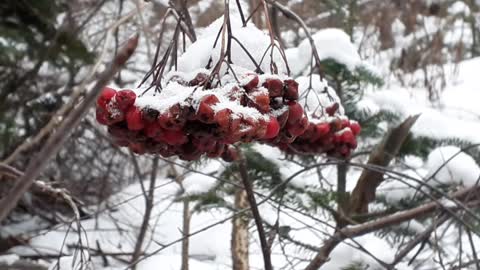 Dogberries After a fresh snowfall..