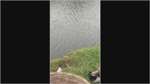 Funny Video of Dogs, Cats and Duck and other Animals - Moment of model of the ducklings,