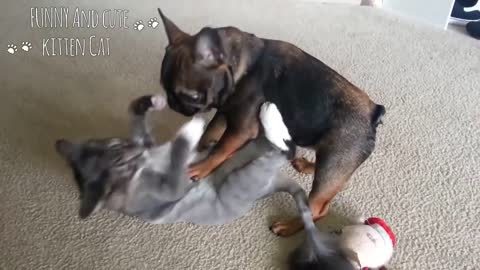 Cat and dog funny fighting 😂