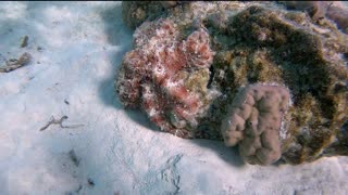 Stealthy Octopus Camouflages on Rock
