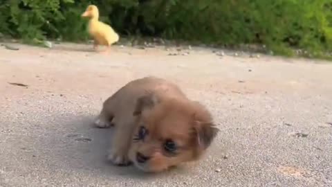 cute dog funny video clips --❤️-- _shorts _funny _cuteclips
