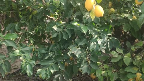 A lemon tree holds more than 200 kilos of fruits