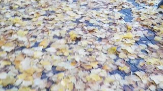 Walk on the leaves