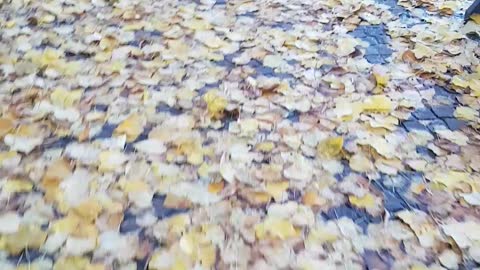 Walk on the leaves