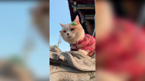 Adorable cat is wearing chinese style clothing today 🐱