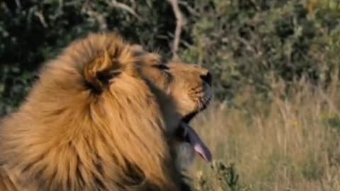 Next to the lion did not provoke success and walked away, too lazy to yawn you want to sleep