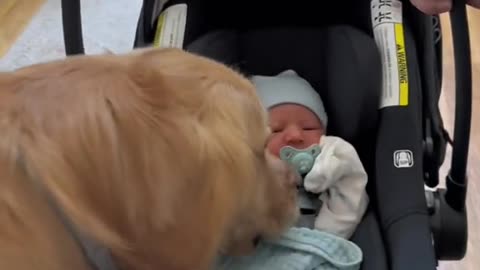 Heartwarming Bond: From Bump to Besties – A Dog's Unbreakable Connection with a Growing Baby 💕🐾