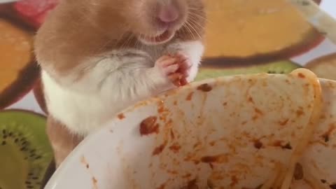 Hamster Eating Spaghetti- Cute