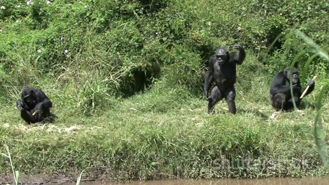 Chimpanzee Chronicles: Our Closest Relatives in the Jungle